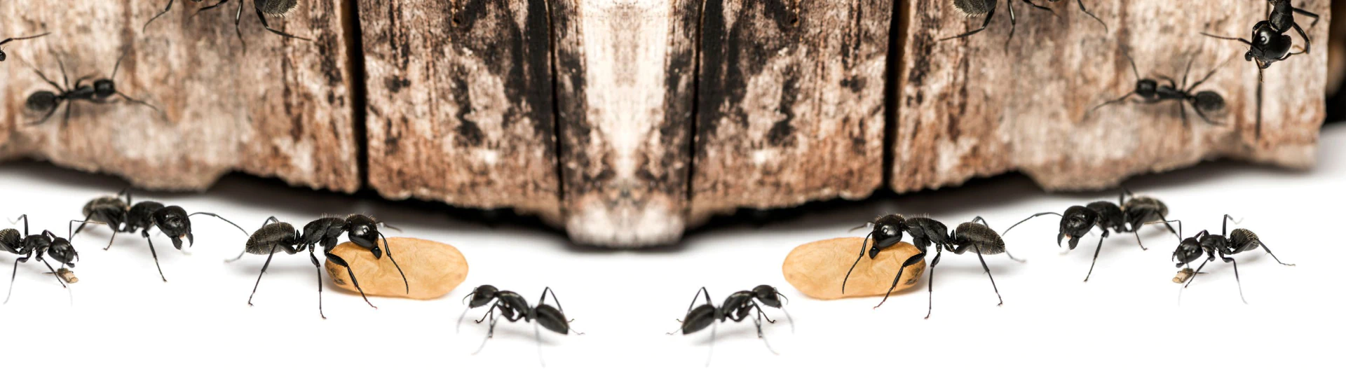 Pest Control breadcrumb