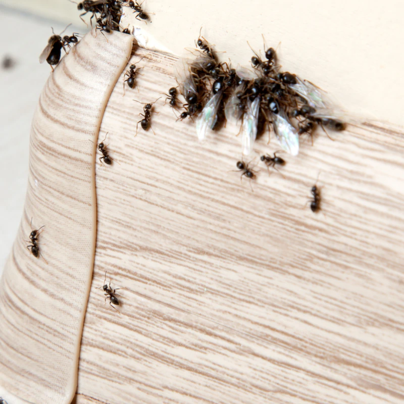 Pest Control