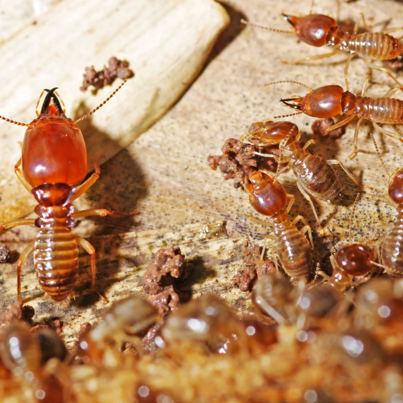 Termite Control
